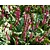 Persicaria amplexicaulis 'Speciosa'