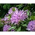 Rhododendron ponticum