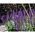Salvia nemorosa 'Ostfriesland'