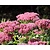 Sedum 'Herbstfreude'
