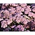Sedum 'Matrona'