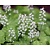 Tiarella cordifolia