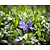 Vinca minor | Maagdenpalm