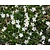 Vinca minor 'Miss Gertrude Jekyll'