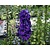 Delphinium pacific 'Black Knight'