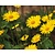 Doronicum orientale