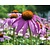 Echinacea purpurea