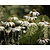 Echinacea purpurea 'White Swan'