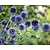 Echinops bannaticus 'Taplow Blue'