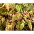 Epimedium rubrum