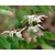 Epimedium youngianum 'Niveum'