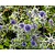 Eryngium planum