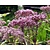 Eupatorium maculatum 'Atropurpureum'