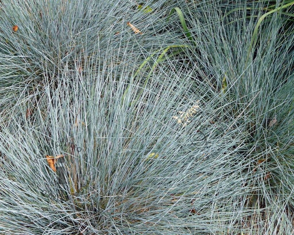 Festuca glauca