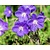 Geranium 'Johnson's Blue'
