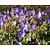 Geranium 'Rozanne'