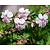 Geranium cantabrigiense 'Biokovo'