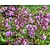 Geranium cantabrigiense 'Cambridge'