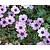 Geranium cinereum 'Ballerina'