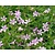 Geranium endressii 'Wargrave Pink'