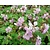 Geranium macrorrhizum 'Ingwersen's Variety'