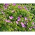 Geranium sanguineum