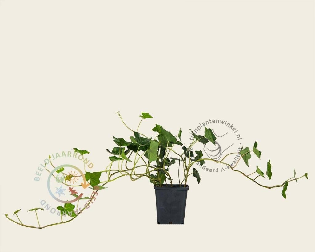 Hedera hibernica 20/30