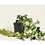 Hedera hibernica 40/60