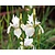 Iris sibirica 'Snow Queen'
