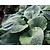 Hosta sieboldiana 'Elegans'