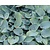 Hosta tardiana 'Halcyon'