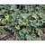 Alchemilla erythropoda