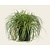Carex oshimensis 'Evergold'