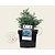 Chamaecyparis pisifera 'Baby Blue'