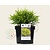 Chamaecyparis pisifera 'Sungold'