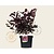 Cotinus coggygria 'Royal Purple'