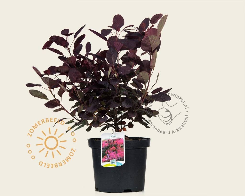 Cotinus coggygria 'Royal Purple'