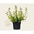 Euonymus fortunei 'Emerald 'n Gold'