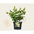 Hypericum 'Magical White'