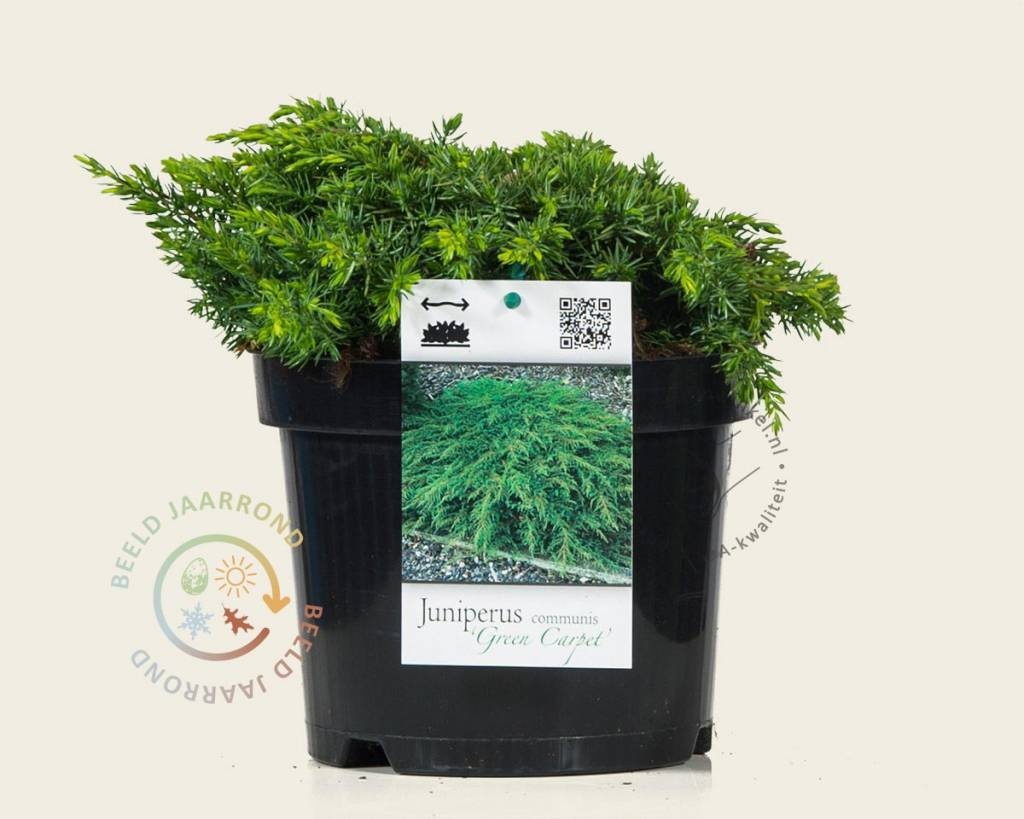 Juniperus communis 'Green Carpet'