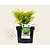 Juniperus horizontalis 'Lime Glow'