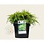 Juniperus media 'Old Gold'