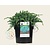 Juniperus squamata 'Blue Carpet'