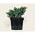 Juniperus squamata 'Blue Star'