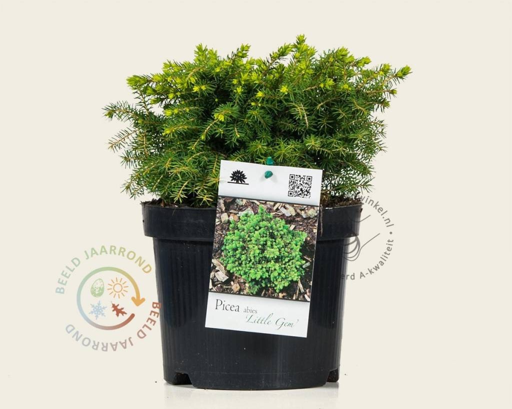 Picea abies 'Little Gem'