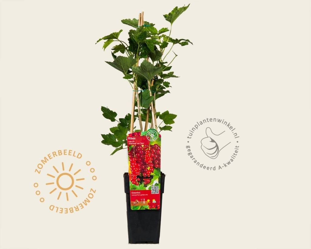 Ribes rubrum 'Jonkheer Van Tets'