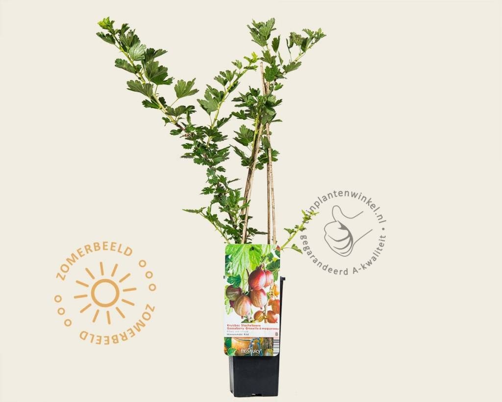 Ribes uva-crispa 'Hinnonmaki Rod'