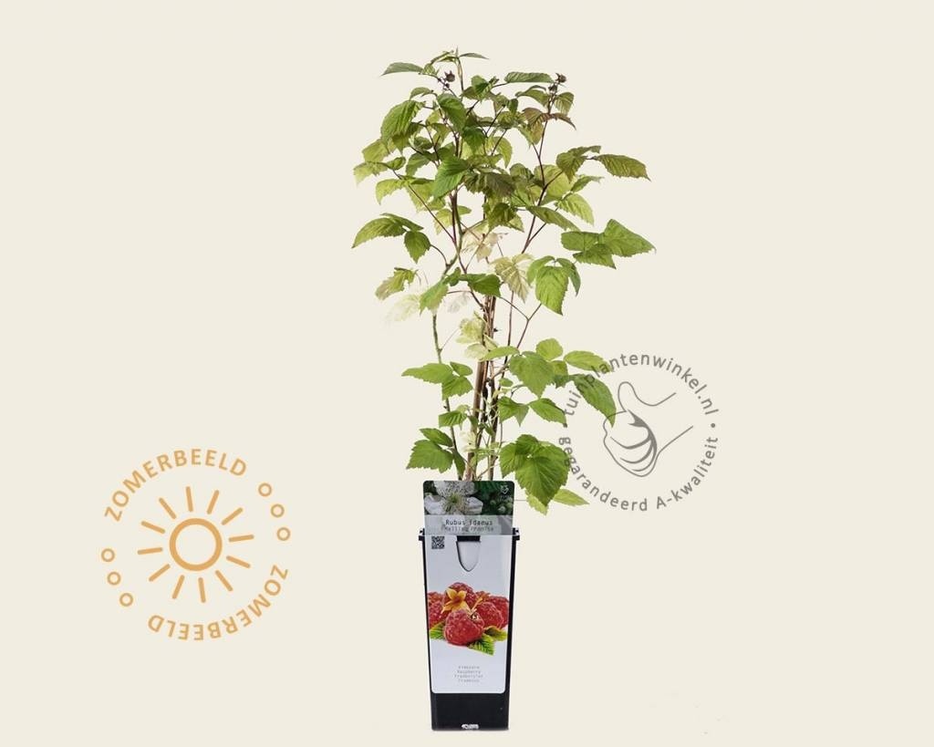Rubus idaeus 'Malling Promise'