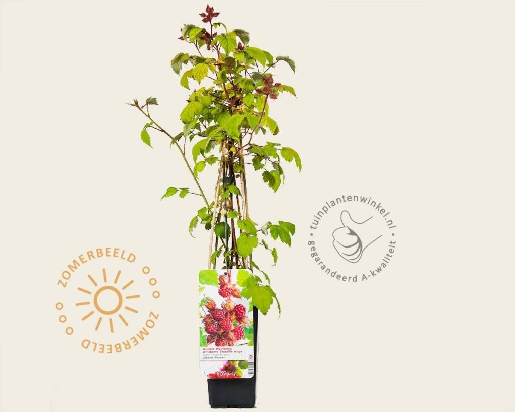 Rubus phoenicolasius