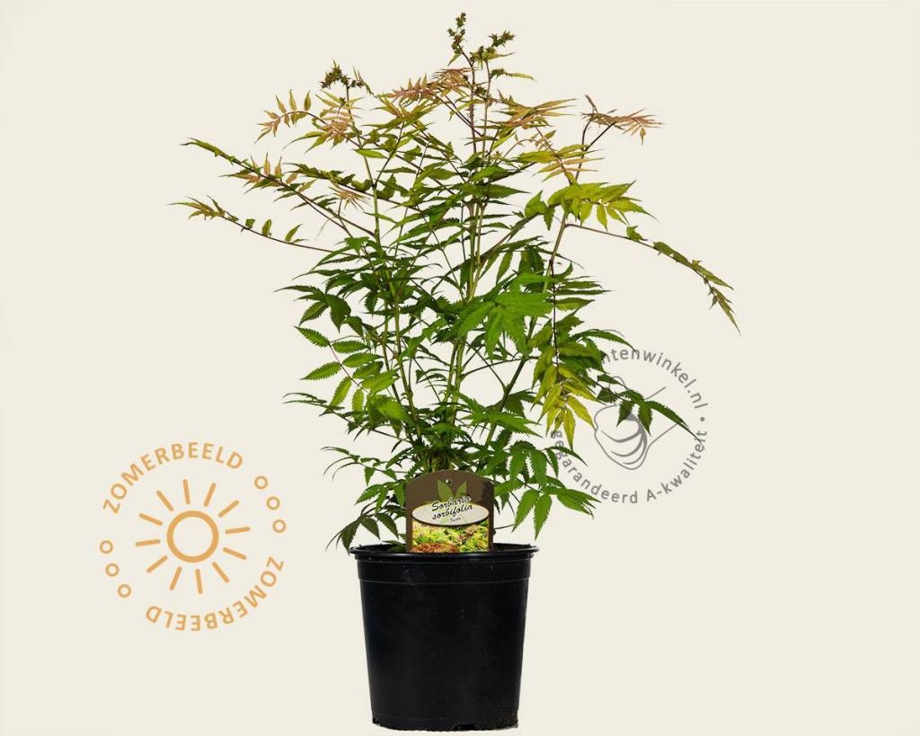 Sorbaria sorbifolia 'Sem'